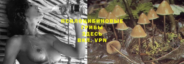 PSILOCYBIN Бородино